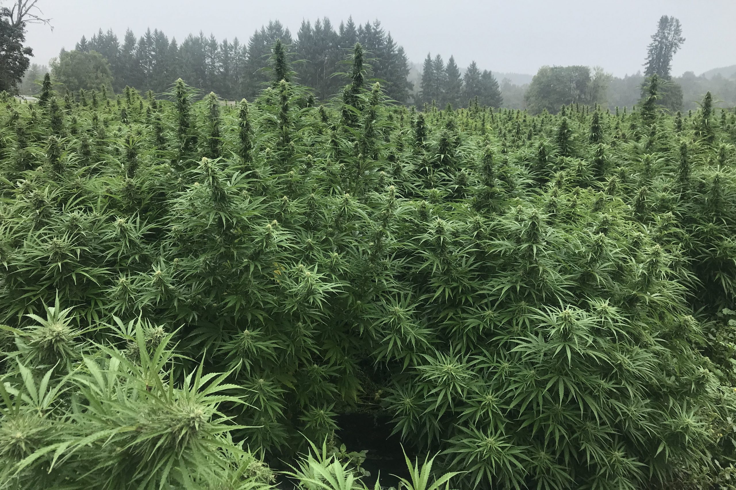 Oregon Hemp